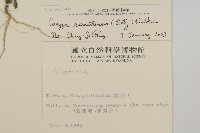 野茼蒿藏品圖，第2張