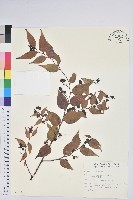 白珠樹藏品圖，第1張