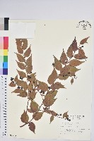 白珠樹藏品圖，第1張