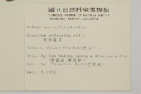 刺果衛矛藏品圖，第2張