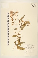 蔓黃菀藏品圖，第1張