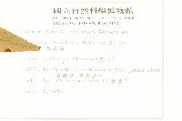 蔓黃菀藏品圖，第2張