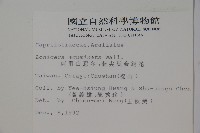 阿里山忍冬、漸尖葉忍冬藏品圖，第2張