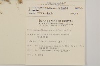 玉山抱莖籟簫藏品圖，第2張