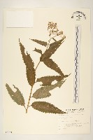 黃菀藏品圖，第1張