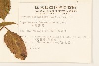 臺灣澤蘭藏品圖，第2張