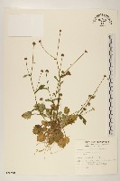 矮菊藏品圖，第1張