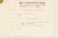 矮菊藏品圖，第2張