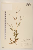 矮菊藏品圖，第1張