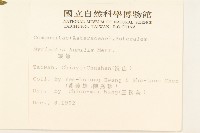 矮菊藏品圖，第2張