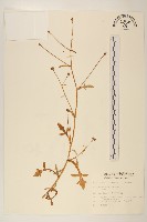 矮菊藏品圖，第1張