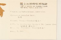 矮菊藏品圖，第2張