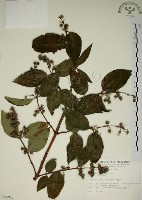 大葉溲疏藏品圖，第1張