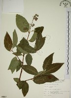 大葉溲疏藏品圖，第1張