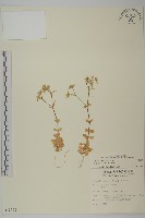 球序卷耳藏品圖，第1張