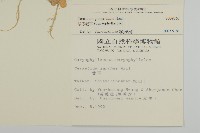 球序卷耳藏品圖，第2張