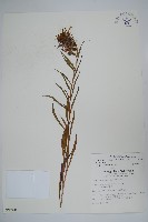 大本山梗菜藏品圖，第1張