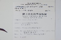 大本山梗菜藏品圖，第2張