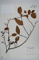 臺灣赤楊、臺灣榿木藏品圖，第1張