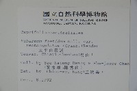 狹葉莢迷藏品圖，第2張