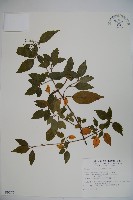 狹葉莢迷藏品圖，第1張