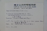 狹葉莢迷藏品圖，第2張