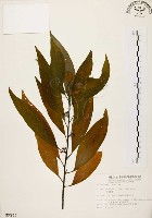 山胡椒藏品圖，第1張
