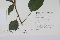 臺灣樹參藏品圖，第2張