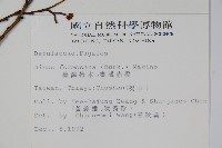 臺灣赤楊、臺灣榿木藏品圖，第2張