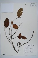 臺灣赤楊、臺灣榿木藏品圖，第1張