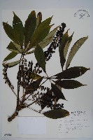 臺灣鵝掌柴藏品圖，第1張