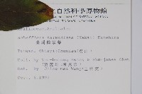 臺灣鵝掌柴藏品圖，第2張