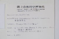 臺灣鵝掌柴藏品圖，第2張