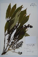 臺灣鵝掌柴藏品圖，第1張