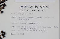 臺灣鵝掌柴藏品圖，第2張