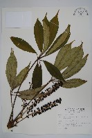 臺灣鵝掌柴藏品圖，第1張