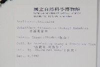 臺灣鵝掌柴藏品圖，第2張