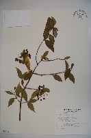 狹葉莢迷藏品圖，第1張