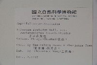 狹葉莢迷藏品圖，第2張