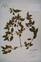 狹葉莢迷藏品圖，第1張