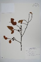 臺灣赤楊、臺灣榿木藏品圖，第1張