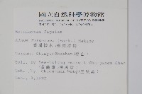 臺灣赤楊、臺灣榿木藏品圖，第2張