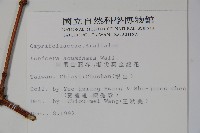 阿里山忍冬、漸尖葉忍冬藏品圖，第2張