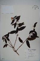 阿里山忍冬、漸尖葉忍冬藏品圖，第1張