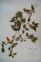 狹葉莢迷藏品圖，第1張