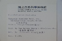 狹葉莢迷藏品圖，第2張