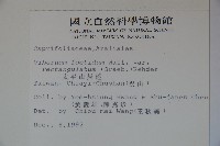 狹葉莢迷藏品圖，第2張