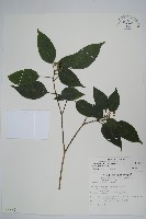 臺灣樹參藏品圖，第1張