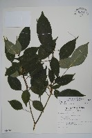 臺灣樹參藏品圖，第1張