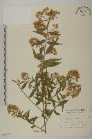 臺灣馬蘭藏品圖，第1張